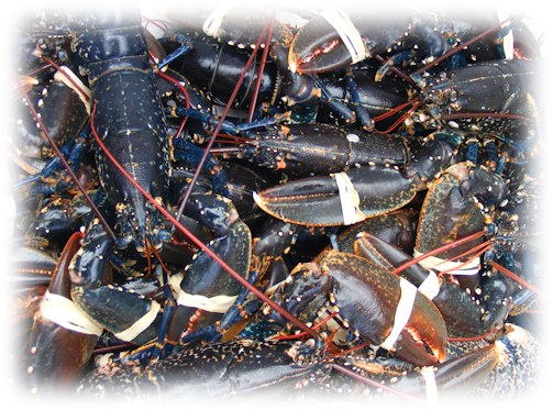 summer isles lobster